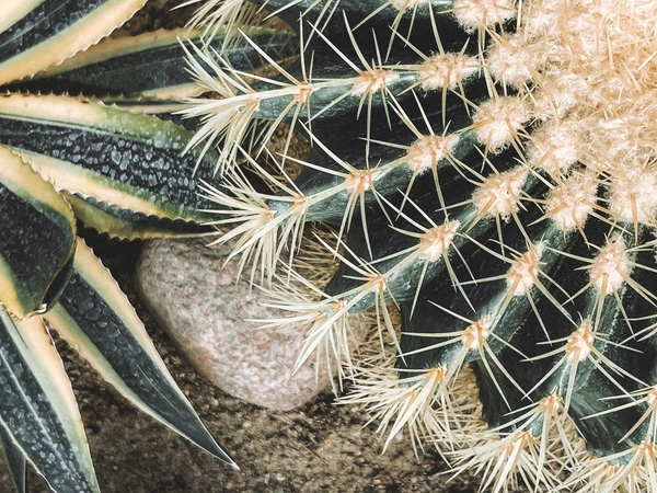 Crear un jardín con plantas que necesitan poco riego