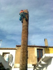 Menteniment de palmeres a Barcelona