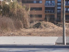 Limpieza de parcelas en Barcelona, Pinopodado