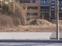 Neteja de terrenys a Barcelona, Pinopodado