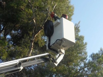 Poda i tala d'arbres